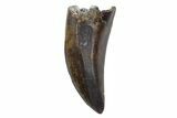Serrated, Tyrannosaur Tooth - Judith River Formation, Montana #93734-1